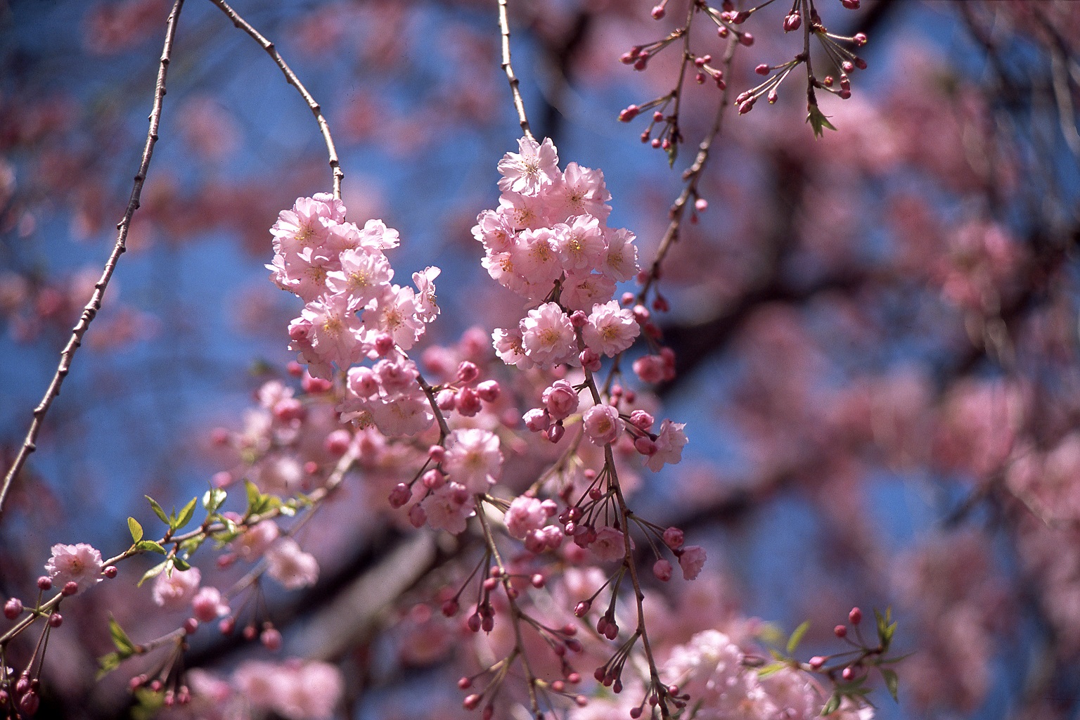 樱花季